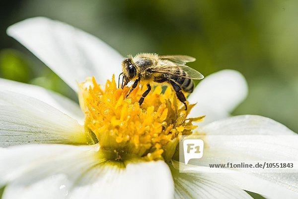 Kärntner Biene (Apis mellifera carnica) beim Sammeln von Nektar aus Dahlie (Dahlia sp.)  Blüte  Heidenau  Sachsen  Deutschland  Europa