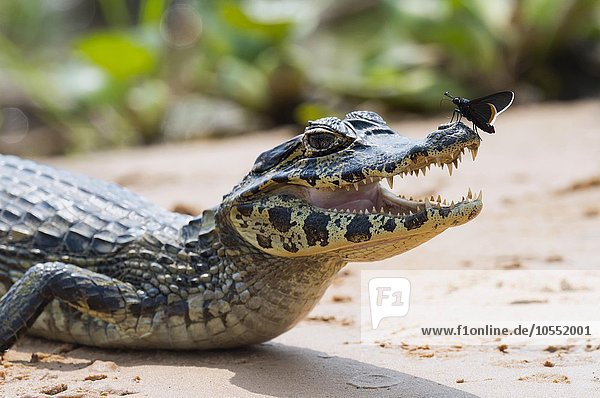 Brillenkaiman  auch Südlicher Brillenkaiman (Caiman yacare)  Jungtier  mit einem Schmetterling auf der Nase  Rio Cuiaba  Pantanal  Brasilien  Südamerika