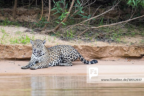 Jaguar (Panthera onca) am Ufer des Rio Cuiaba liegend  Pantanal  Mato Grosso  Brasilien  Südamerika