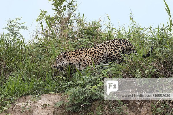 Jaguar (Panthera onca) unterwegs am Ufer des Rio Cuiaba Pantanal Mato Grosso Brasilien Südamerika