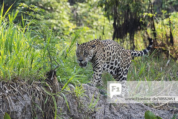 Jaguar (Panthera onca)  unterwegs am Ufer des Rio Cuiaba  Pantanal  Mato Grosso  Brasilien  Südamerika