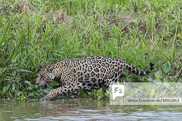 Jaguar (Panthera onca) unterwegs am Ufer des Rio Cuiaba Pantanal Mato Grosso Brasilien Südamerika