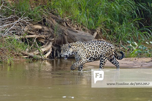 Jaguar (Panthera onca) going in water  Cuiaba river  Pantanal  Mato Grosso  Brazil  South America
