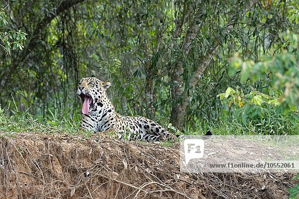 Jaguar (Panthera onca) gähnend am Ufer des Rio Cuiaba liegend Pantanal Mato Grosso Brasilien Südamerika