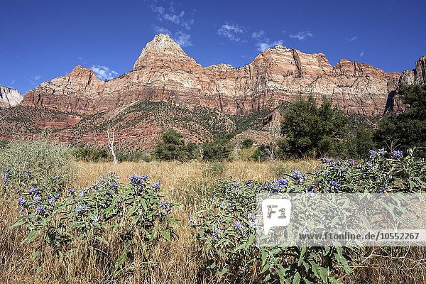 Bridge Mountain vorne Solanum elaeagnifolium (Solanum elaeagnifolium) Zion National Park Utah USA Nordamerika