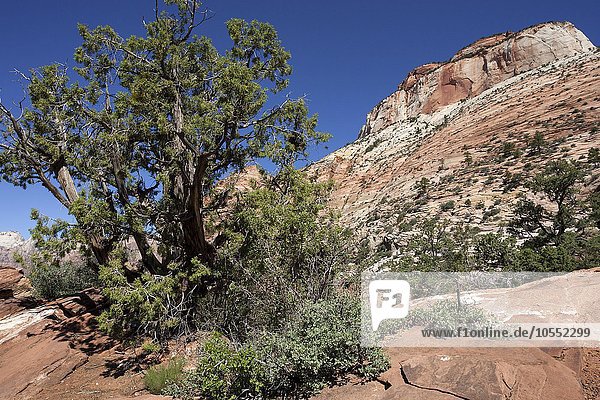 Gesteinsformationen aus Sandstein und Pinien (Pinus pinea) am Canyon Overlook Trail  hinten rechts East Temple  Zion Nationalpark  Utah  USA  Nordamerika