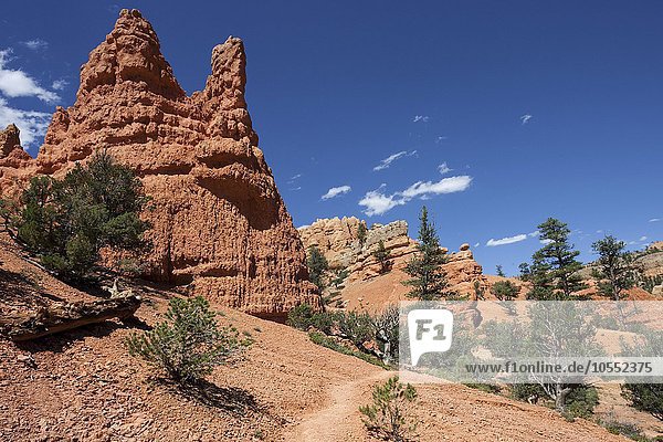 Gesteinsformationen durch Erosion  Trekkingpfad und Kiefern (Pinus sp.)  Red Canyon  Utah  USA  Nordamerika