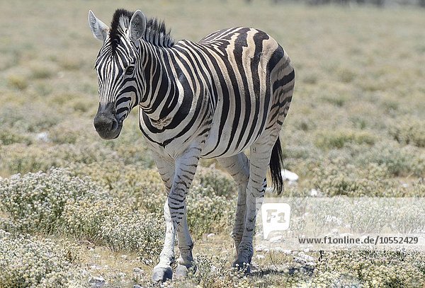 Steppenzebra (Equus quagga)  Etosha Nationalpark  Namibia  Afrika