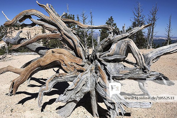 Abgestorbene Grannen-Kiefer (Pinus aristata)  Bristlecone Pine Loop Trail  Bryce Canyon Nationalpark  Utah  USA  Nordamerika