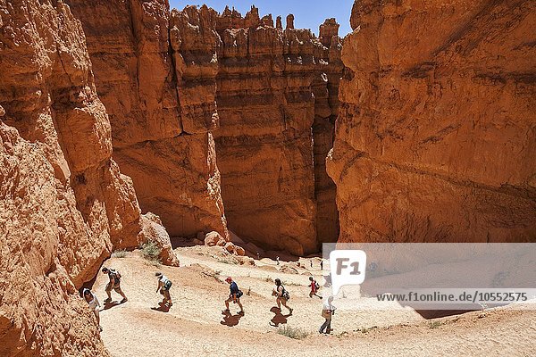 Farbige Gesteinsformationen  Hoodoos  Navajo Loop Trail  Bryce-Canyon-Nationalpark  Utah  USA  Nordamerika