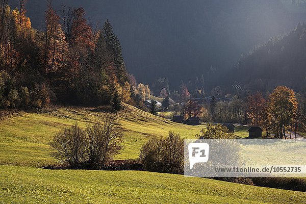 Herbstlich verfärbte Bäume im Hintersteiner Tal  bei Bruck  Herbststimmung  Allgäu  Bayern  Deutschland  Europa