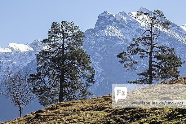 Almwiese mit Bäumen  hinten schneebedeckte Allgäuer Berge  bei Hinterstein  Allgäu  Bayern  Deutschland  Europa