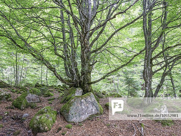 Buchen im Urwald (Fagus sylvatica)  bei Laruns  Aquitaine  Frankreich  Europa