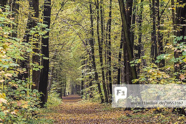 Weg im Stadtwald  Herbststimmung  Weimar  Thüringen  Deutschland  Europa