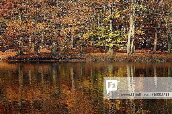 Herbstliche Bäume spiegeln sich in einem Teich  Klövensteen  Hamburg  Deutschland  Europa