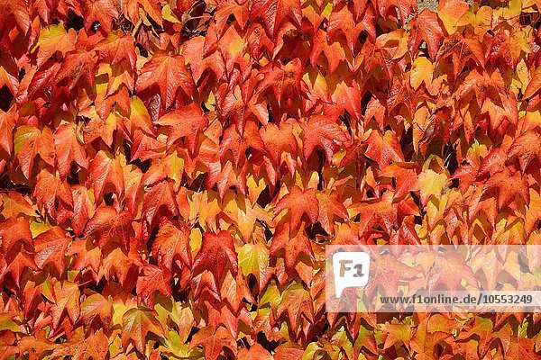 Selbstkletternde Jungfernrebe auch Wilder Wein (Parthenocissus quinquefolia) in Herbstfarben Skåne län Schweden Europa