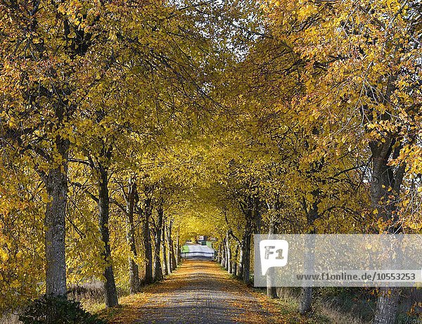 Allee in Herbstfarben Krageholm Skåne län Schweden Europa