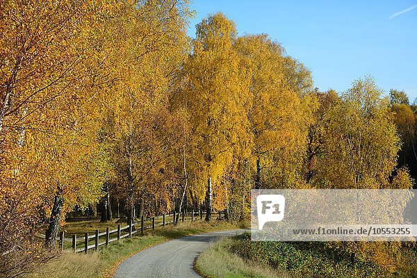 Schmale Straße mit Birken (Betula sp.) Bäume in Herbstfarben Snogeholm Skåne län Schweden Europa