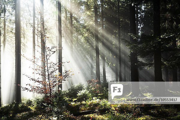 Sonnenstrahlen strahlen im Nebel durch Baumstämme im Fichten Wald  Herbst  Hinterzarten  Schwarzwald  Baden-Württemberg  Deutschland  Europa