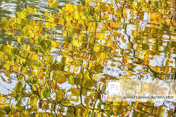 Herbstbaum spiegelt sich im Wasser  Dessau- Wörlitzer Gartenreich  bei Wörlitz  Sachsen-Anhalt  Deutschland  Europa