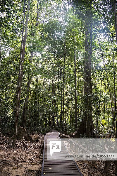 Holzbohlen  Weg im Dschungel  Kuala Tahan  Nationalpark Taman Negara  Malaysia  Asien