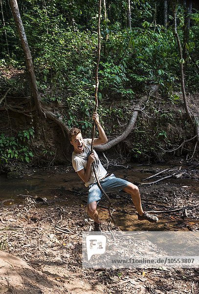 Junger Mann  Tourist schwingt an einer Liane im Dschungel  tropischer Regenwald  Nationalpark Taman Negara  Malaysia  Asien