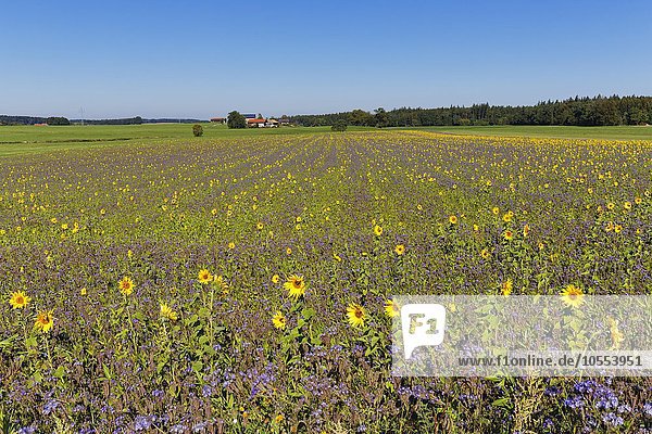 Field of sunflowers (Helianthus) and lacy phacelia (Phacelia tanacetifolia)  Palling  Rupertiwinkel  Upper Bavaria  Bavaria  Germany  Europe