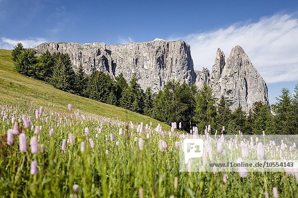Schlern mit den Felsspitzen Santner und Euringer  Frühling  Seiser Alm  Naturpark Schlern-Rosengarten  Dolomiten  Südtirol  Trentino-Südtirol  Alpen  Italien  Europa