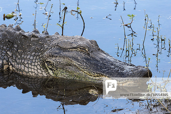 Mississippi-Alligator (Alligator mississippiensis)  Anhinga Trail  Everglades-Nationalpark  Florida  USA  Nordamerika