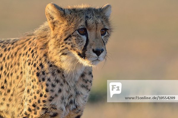 Young Cheetah (Acinonyx jubatus) alert in the evening light Kgalagadi Transfrontier Park Northern Cape South Africa Africa