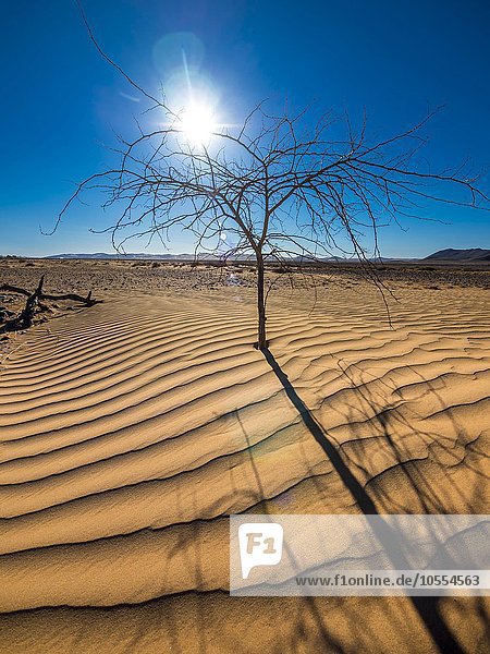 Vertrockneter Baum im Sand Kulala Wilderness Reserve am Rand der Namib Wüste  Hardap  Namibia  Afrika