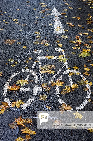Gekennzeichneter Fahrradweg  regennass mit Herbstlaub  Bamberg  Oberfranken  Bayern  Deutschland  Europa