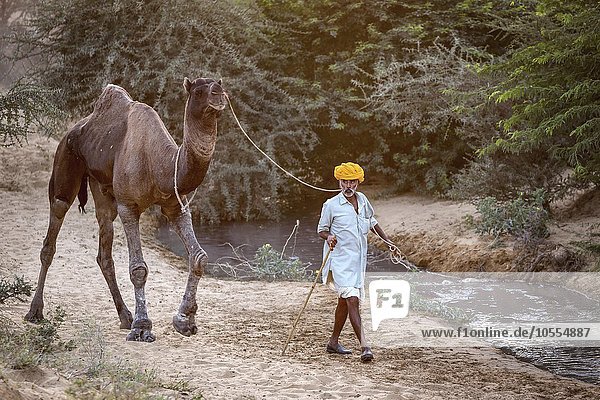 Rajasthani with his camel at the Pushkar Mela camel fair  Pushkar  Rajasthan  India  Asia