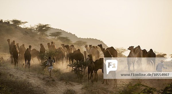 Camels on way to Pushkar Mela  camel and cattle market  Pushkar  Rajasthan  India  Asia