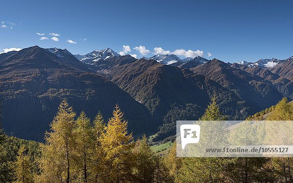 Gelb verfärbte Lärchen (Larix decidua)  herbstlicher Bergwald  hinten der Berg Lasörling und die Lasörlinggruppe  oberes Virgental nahe Bodenalm  Osttirol  Österreich  Europa
