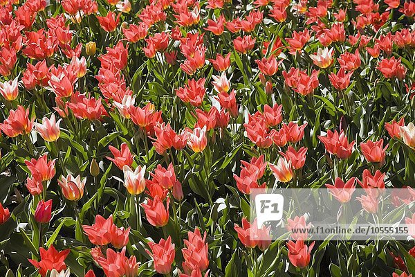 Roten Tulpen (Tulopa)  Blumenbeet im Frühling  Québec  Kanada  Nordamerika