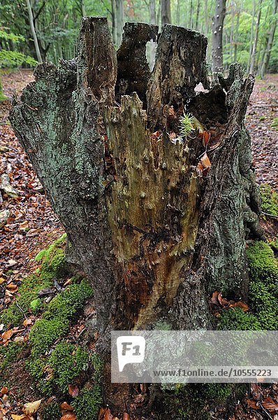 Gemeine Fichte (Picea abies)  Keimling wächst auf Totholz einer Fichte im Darßer Wald  Nationalpark Vorpommersche Boddenlandschaft  Mecklenburg-Vorpommern  Deutschland  Europa