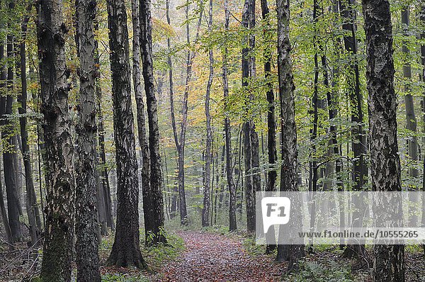 Waldweg zwischen Birken (Betula) im Herbst  Nordrhein-Westfalen  Deutschland  Europa