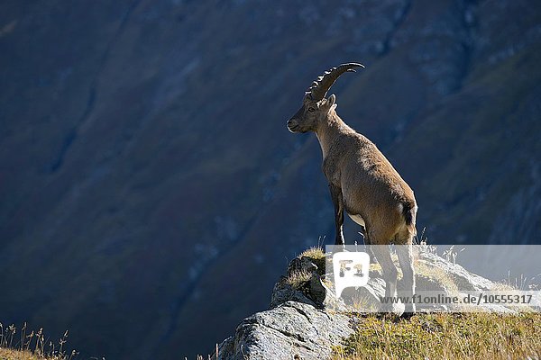 Alpensteinbock (Capra ibex)  Männchen steht an Felskante  Franz-Josefs-Höhe  Nationalpark Hohe Tauern  Kärnten  Österreich  Europa