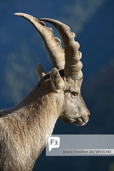 Alpensteinbock (Capra ibex)  Männchen  Tierportrait  Franz-Josefs-Höhe  Nationalpark Hohe Tauern  Kärnten  Österreich  Europa