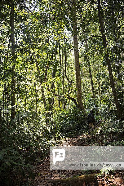 Trampelpfad im Dschungel  Kuala Tahan  Nationalpark Taman Negara  Malaysia  Asien