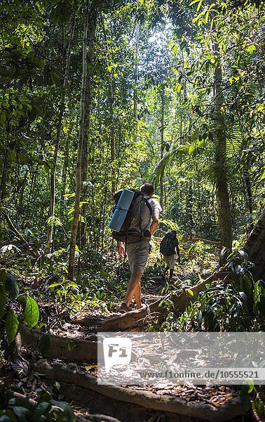 Hikers  young man walking on jungle trail  Kuala Tahan  Taman Negara  Malaysia  Asia