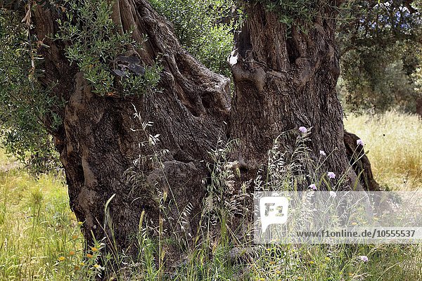 Alter Olivenbaum (Olea sp.) mit dickem Stamm  Baumstamm  Kreta  Griechenland  Europa