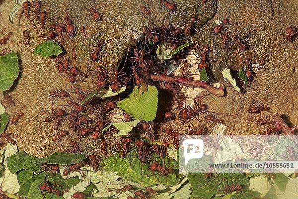 Blattschneiderameisen (Atta sexdens) tragen Blätter  Transport von geschnittenen Blättern  Gruppe  am Bau  Vorkommen in Mittelamerika und Südamerika  captive