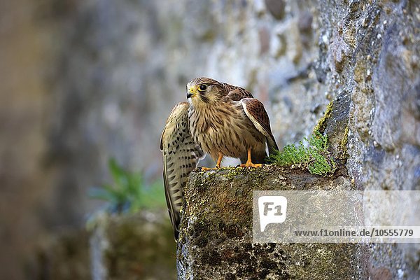 Turmfalke  (Falco tinnunculus)  adult auf Felsen  spreizt Flügel  Kasselburg  Eifel  Deutschland  Europa