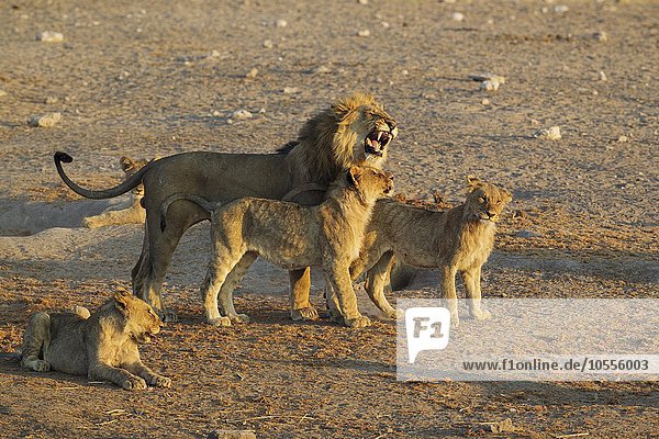 Löwe (Panthera leo) Männchen wird von Jungtieren begrüßt Etosha-Nationalpark Namibia Afrika