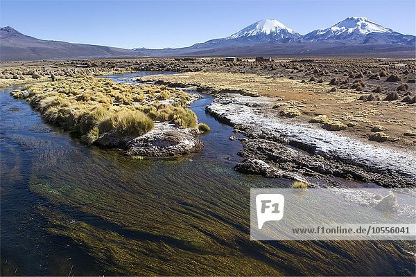 Fluss mit Wasserpflanzen vor schneebedeckten Vulkanen Pomerape und Parinacota  Sajama Nationalpark  Grenze Bolivien Chile