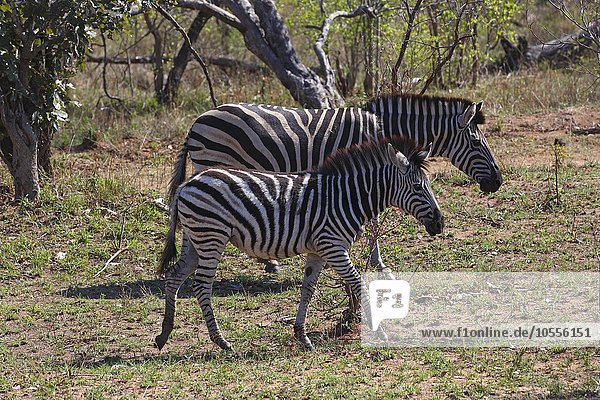 Steppenzebras (Equus quagga burchelli)  Burchell-Zebra  Muttertier mit Jungtier  Krüger-Nationalpark  Südafrika