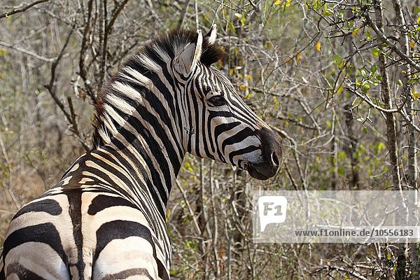 Steppenzebra (Equus quagga burchelli)  Burchell-Zebra  Hluhluwe-iMfolozi-Nationalpark  Provinz KwaZulu-Natal  Republik Südafrika  Afrika
