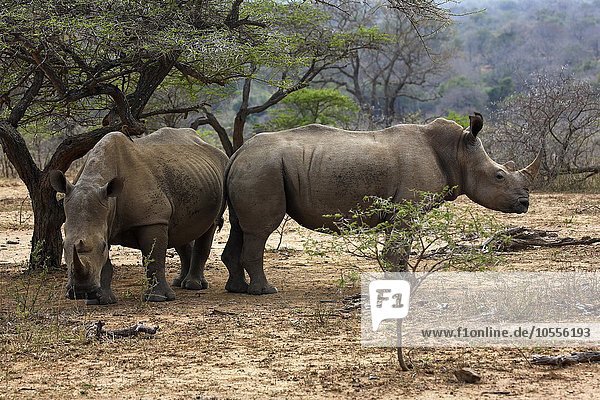 Breitmaulnashörner (Ceratotherium simum)  Weißes Nashorn  Hluhluwe-iMfolozi-Nationalpark  Provinz KwaZulu-Natal  Republik Südafrika  Afrika